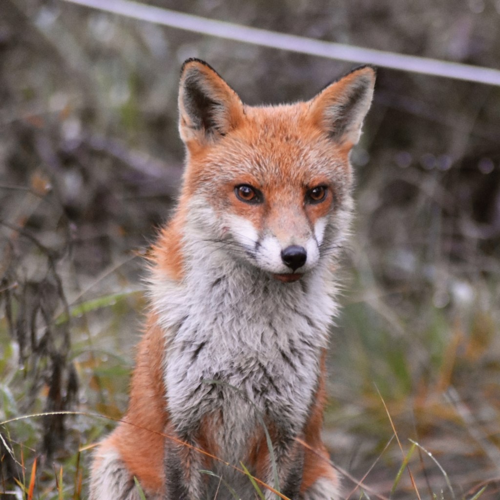 Red Fox (Vulpes vulpes)